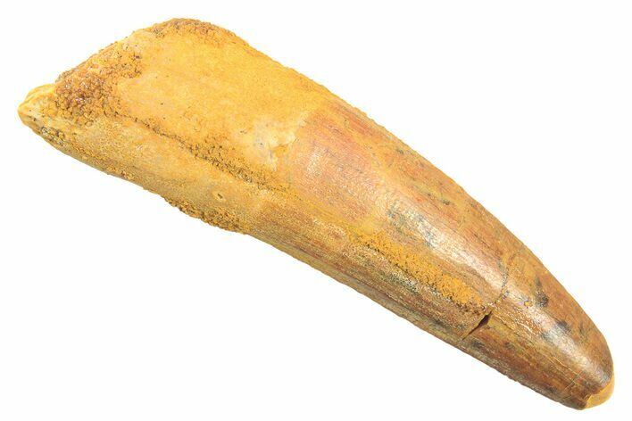 Fossil Spinosaurus Tooth - Real Dinosaur Tooth #297332